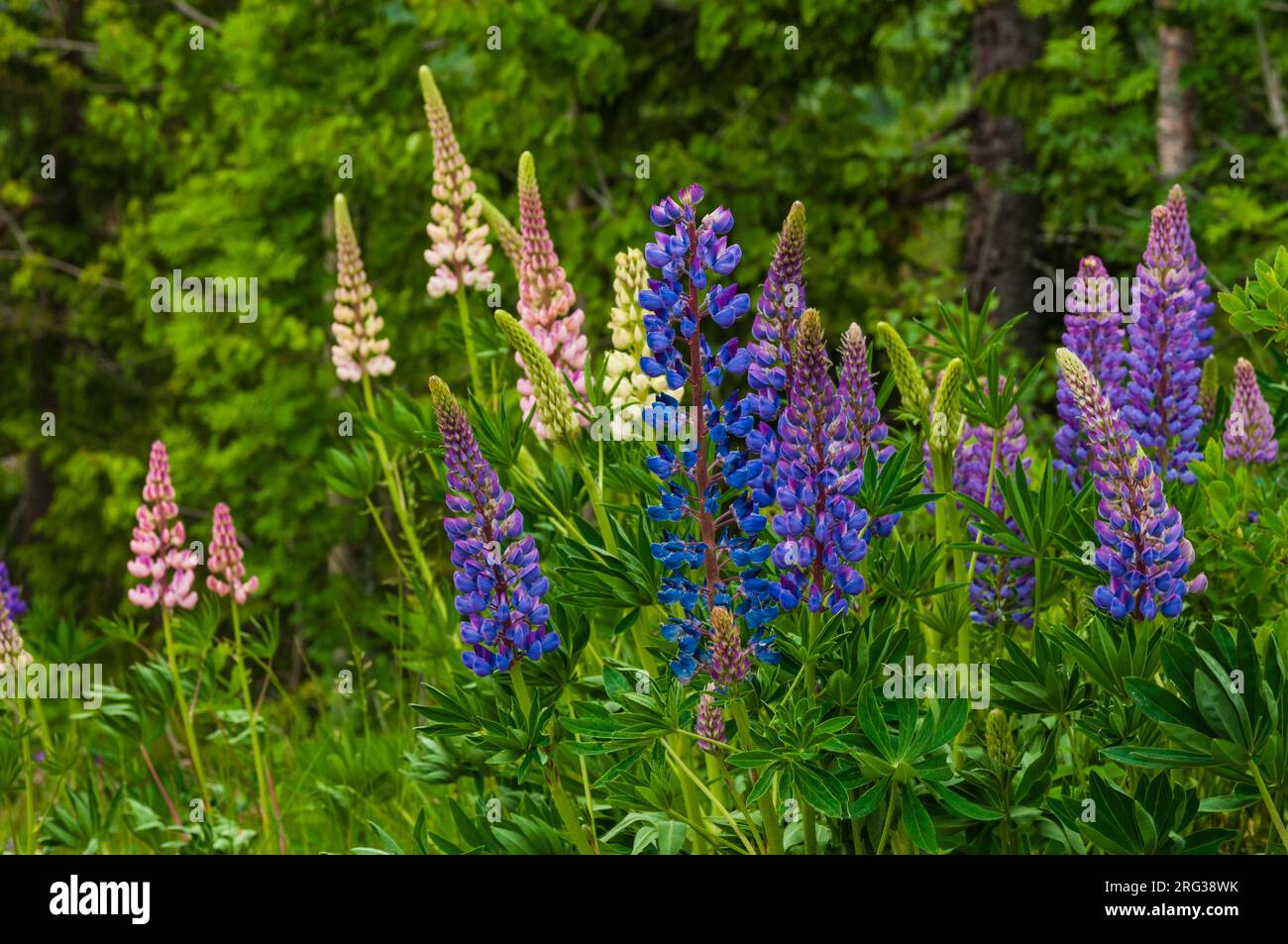 Des épis de lupin pourpre et de pêche de Russell poussent le long de la route Trollstigen.Trollstigen, Rauma, Norvège. Banque D'Images