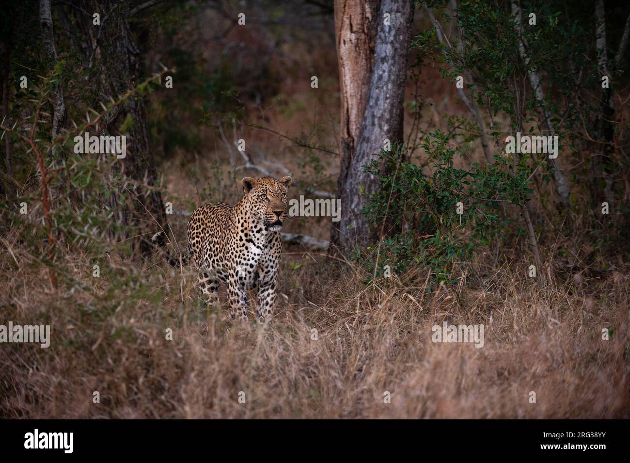Portrait d'un léopard, Panthera pardus.Mala Mala Game Reserve, Afrique du Sud. Banque D'Images