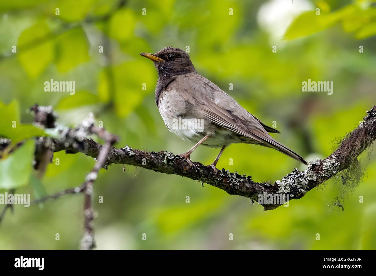 Grive à gorge noire (Turdus atrogularis) mâle adulte perché sur une branche à Kraï de Perm, Serov, Russie. Banque D'Images