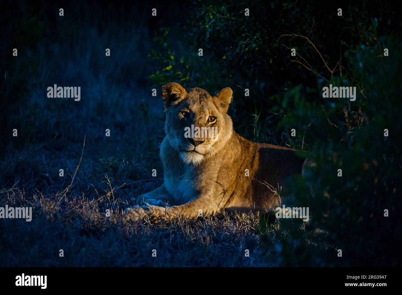 Portrait d'une lionne, Panthera leo, reposant la nuit.Mala Mala Game Reserve, Afrique du Sud. Banque D'Images