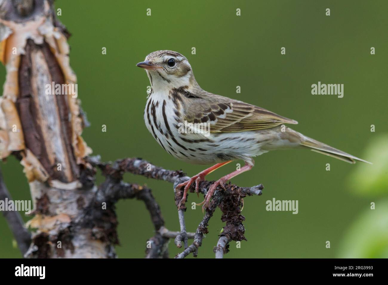 Siberische Boompieper ; Olive-soutenu, pipit Anthus hodgsoni yunnanensis Banque D'Images