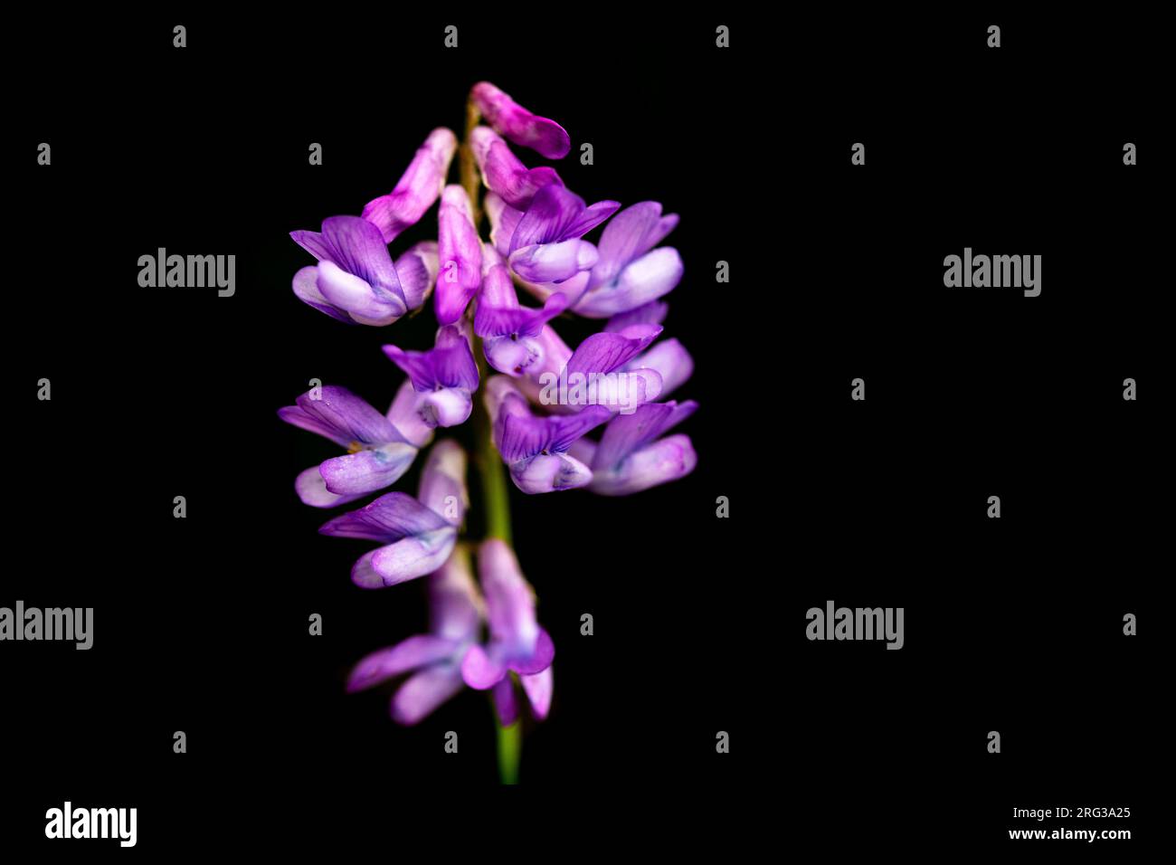 Vetch d'oiseau, Vicia cracca Banque D'Images