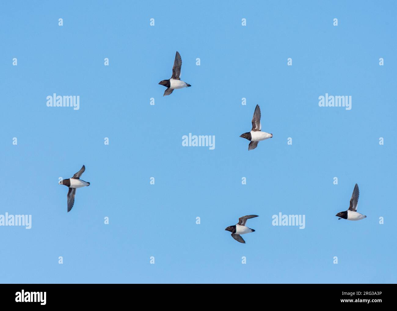 Little Auk (alle alle alle) pendant la saison estivale sur le Spitzberg en Norvège arctique. Cinq oiseaux en vol contre un ciel bleu comme arrière-plan. Banque D'Images