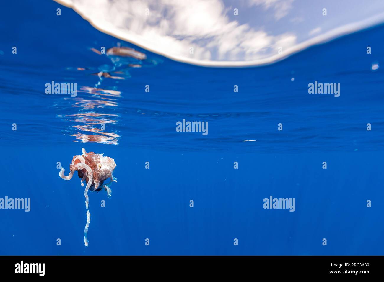 Reste d'un écuyer géant mortel attaqué par une baleine de sperme au large de Pico, Açores, Portugal Banque D'Images