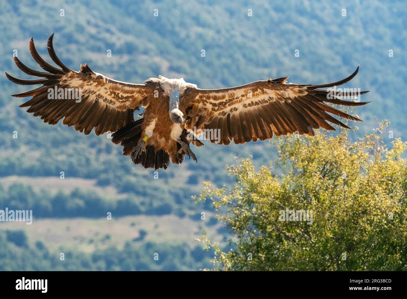 Griffon Vulture (Gyps fulvus) atterrissant sur le sol dans les contreforts des pré-Pyrénées dans le nord de l'Espagne. Banque D'Images