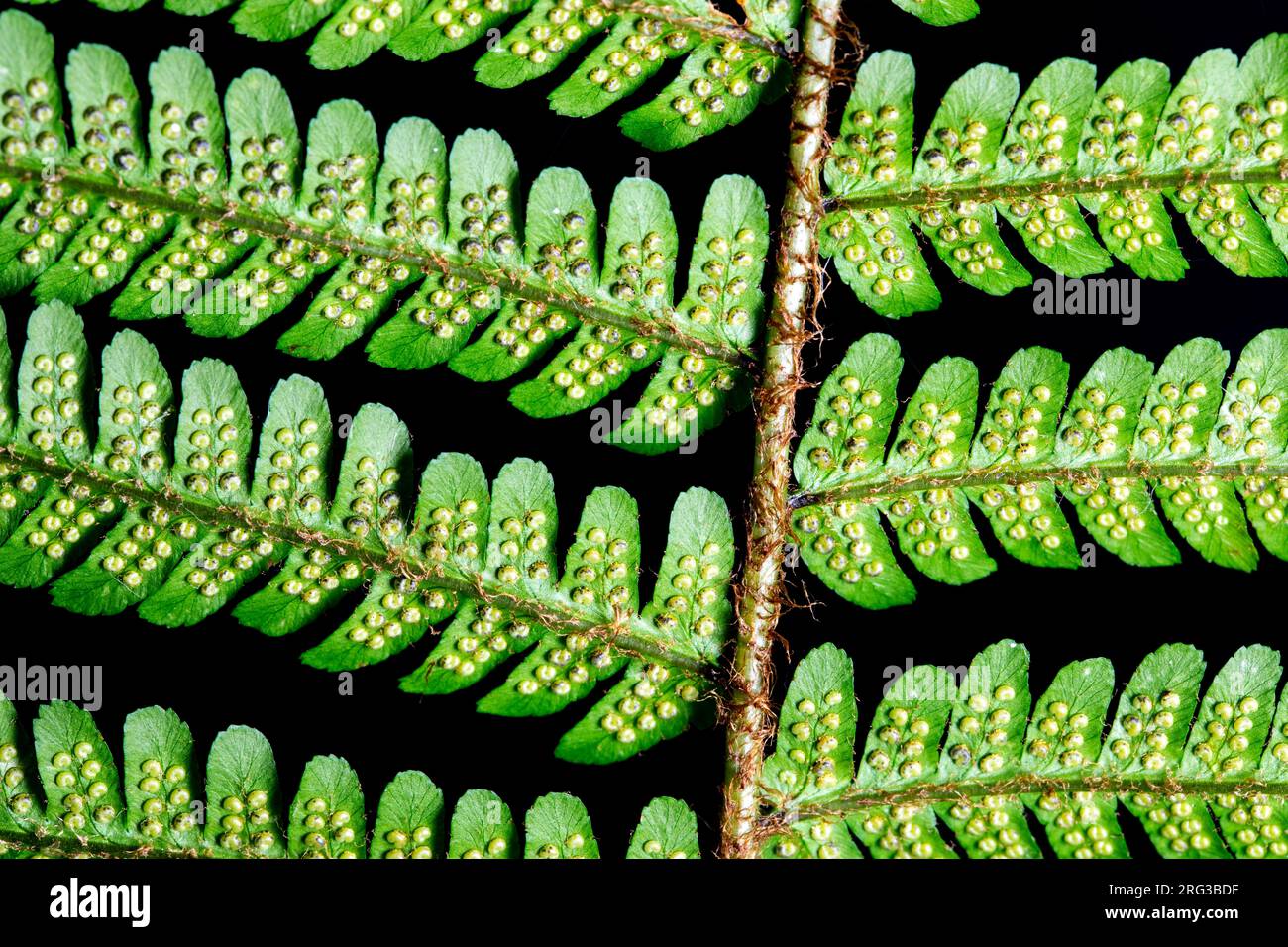 Fougère mâle écailleuse, Dryopteris affinis Banque D'Images