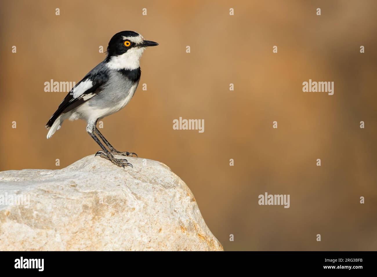 Shrike à queue blanche (Lanioturdus torquatus), également connu sous le nom de Batis au sol, debout sur un rocher en Angola. Banque D'Images