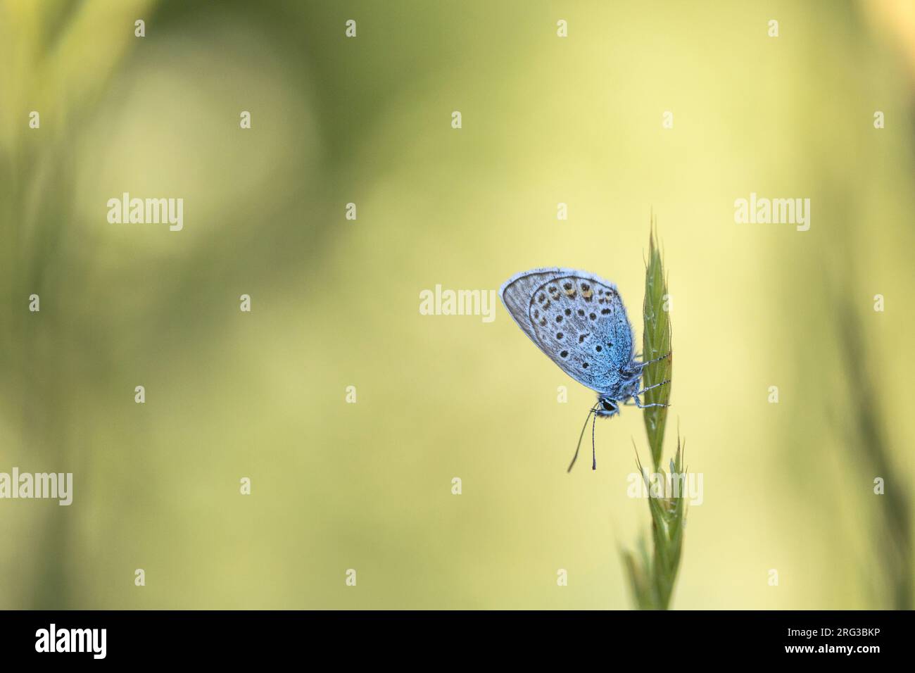 Bleu commun mâle Banque D'Images