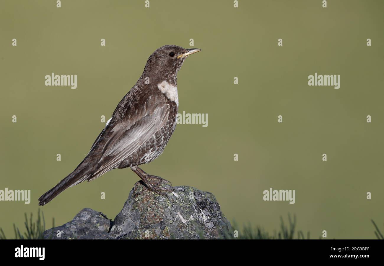 Anneau Ouzel (Turdus torquatus alpestris) perché sur un rocher dans les montagnes Cantabriques, Espagne Banque D'Images