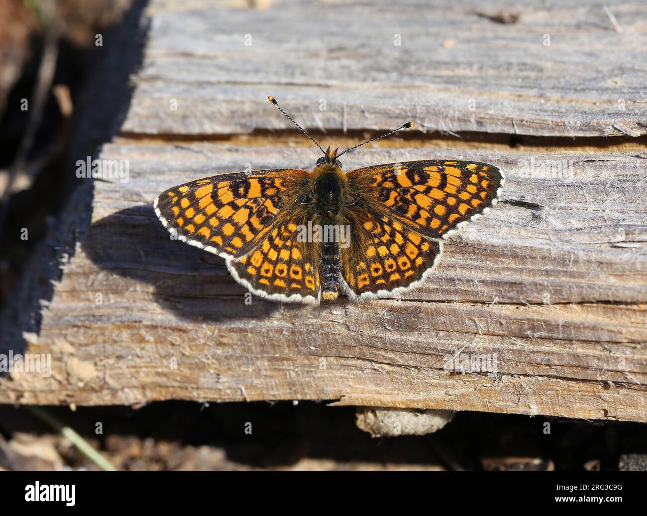Prise le 15/04/2015 à la celle (83) - Var - France Banque D'Images