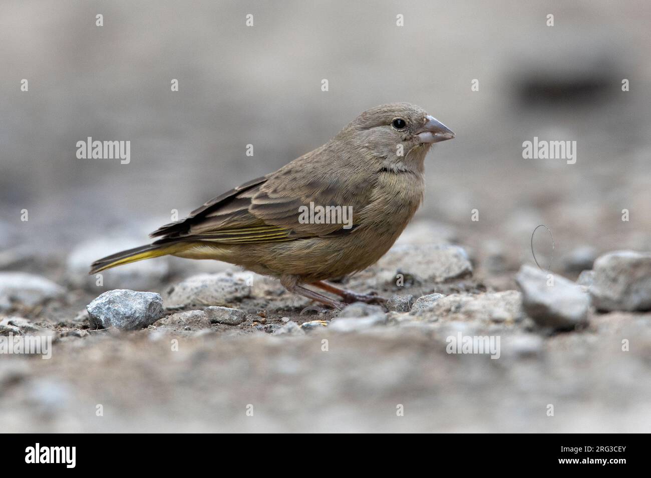 Une femelle du chinchard jaune verdâtre (Sicalis olivascens chloris) à San Pedro de Casta, Pérou. Banque D'Images