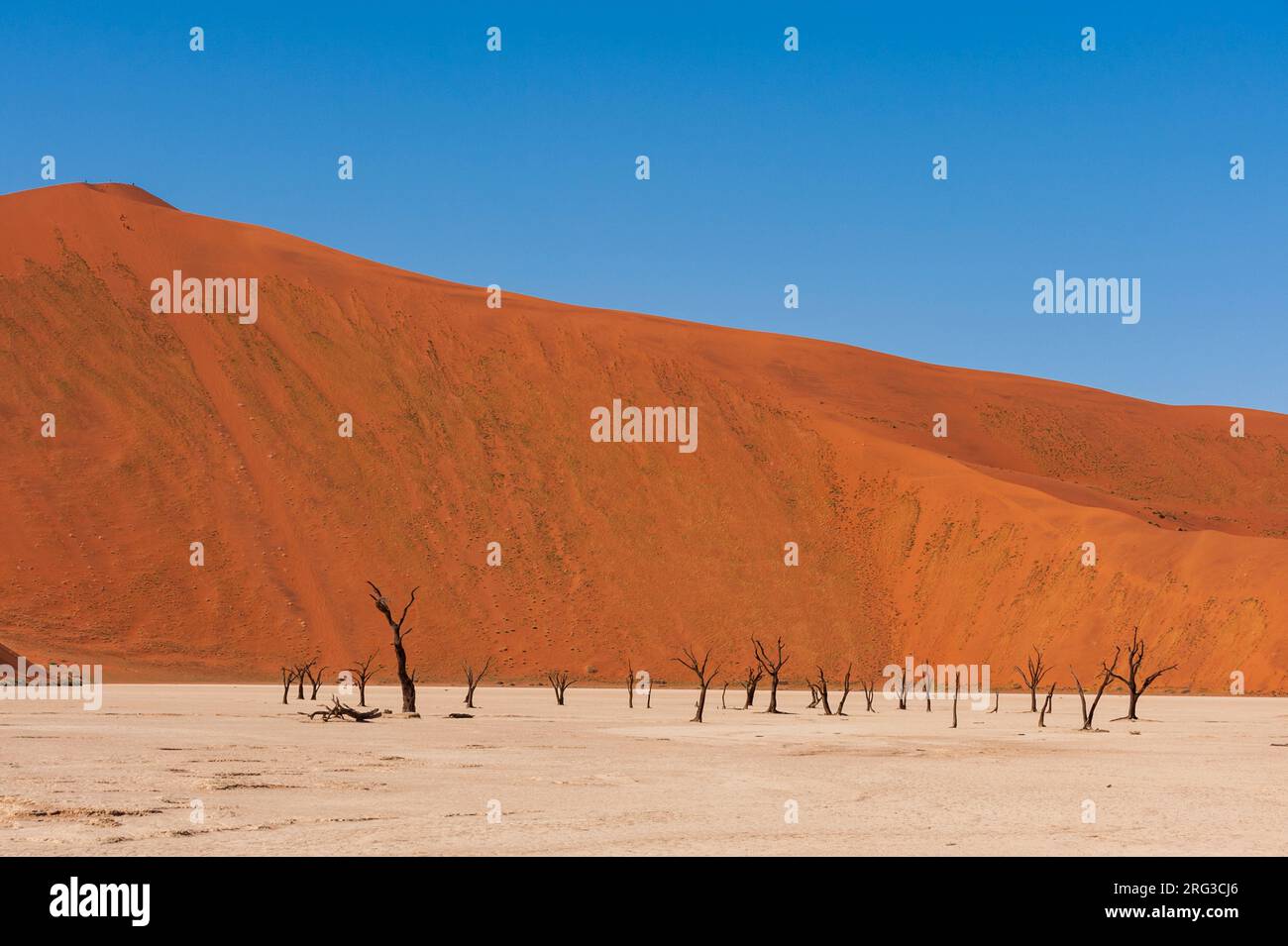 Épines de chameaux contre les dunes de sable rouge dans le Sossusvlei.Parc Namib Naukluft, désert Namib, Namibie. Banque D'Images
