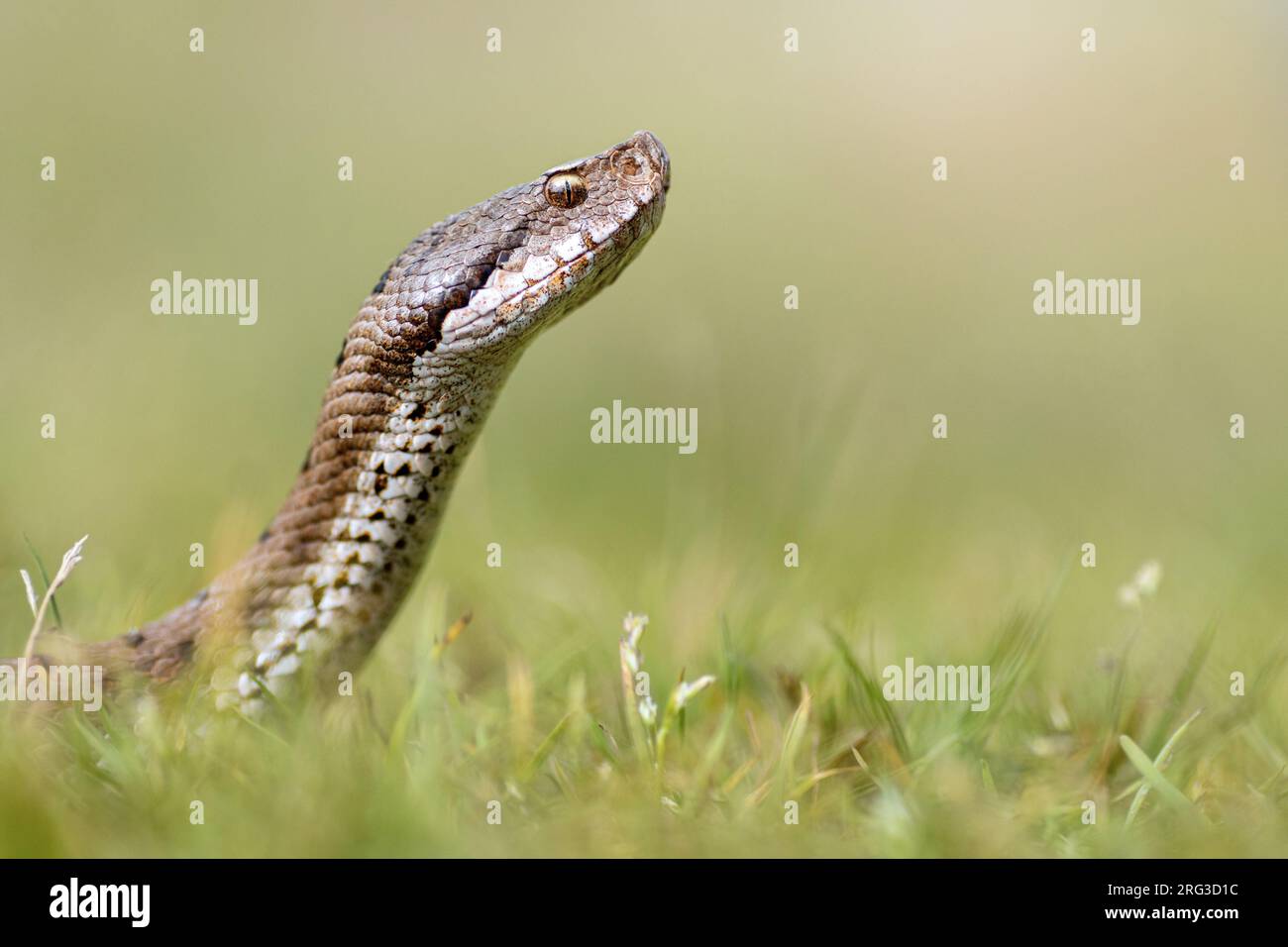 ASP Viper (Vipera aspis aspis) a pris le 13/08/2021 au Mans- France. Banque D'Images