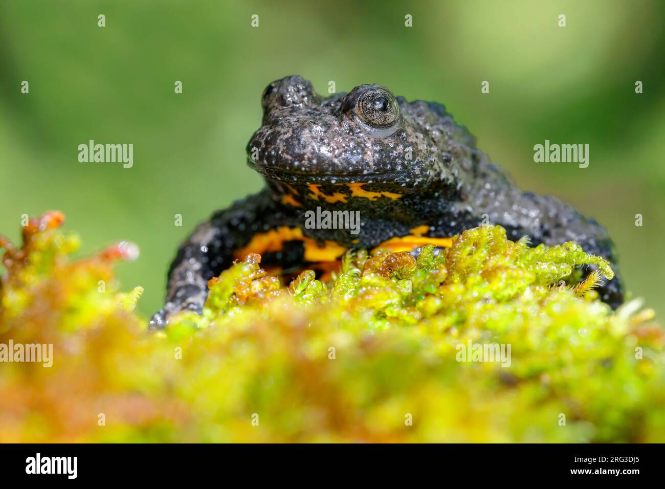 Apennine Toad à ventre jaune (Bombina pachypus), vue de face d'un adulte sur une certaine mousse, Campanie, Italie Banque D'Images