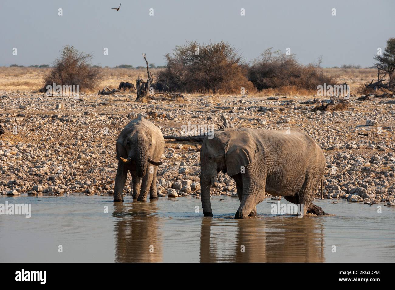 Les éléphants d'Afrique, Loxodonta africana, se tiennent dans un trou d'eau et boivent.Parc national d'Etosha, Namibie. Banque D'Images