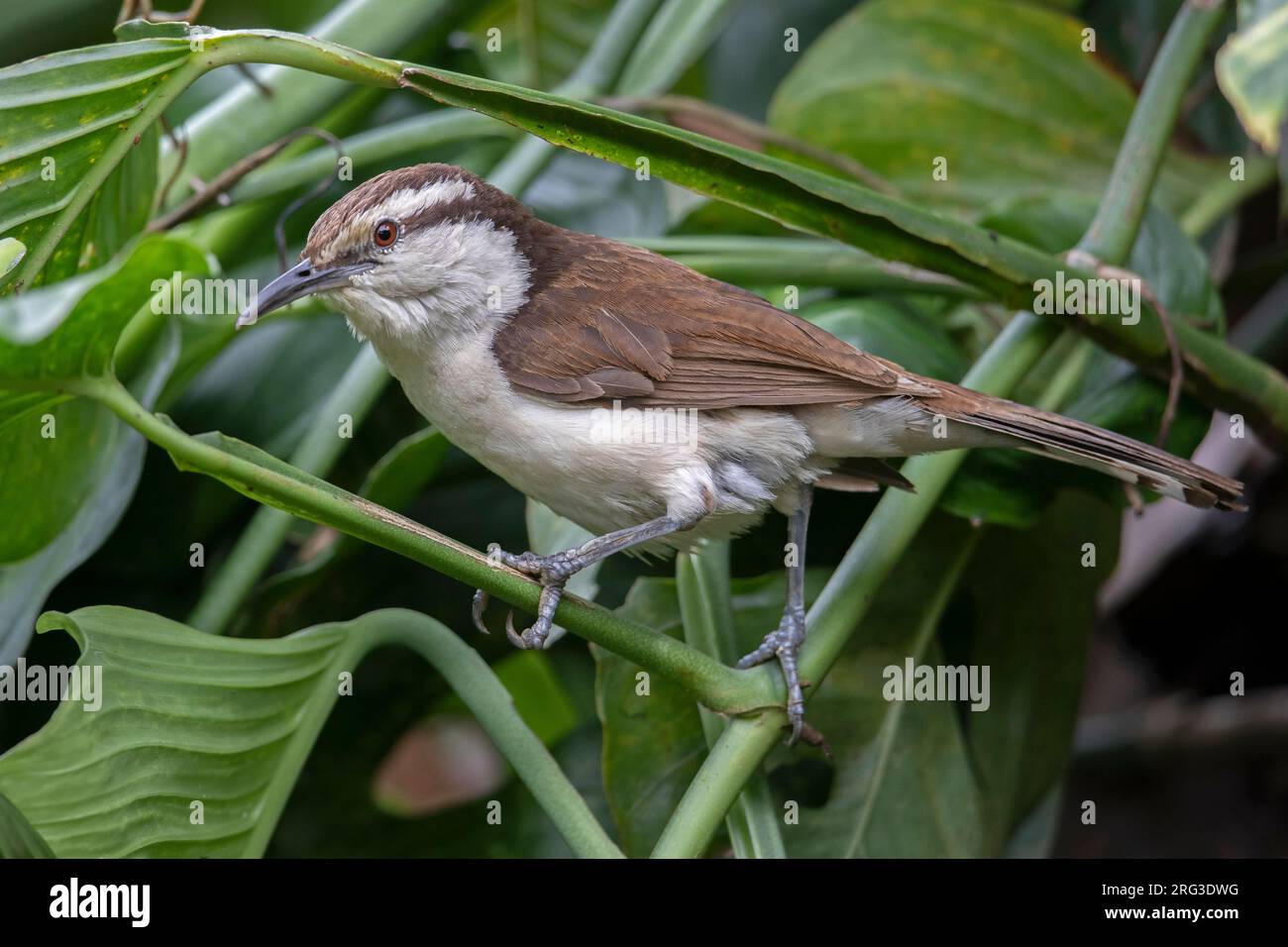 Wren bicolore (Campylorhynchus griseus) à Minca, Colombie. Banque D'Images