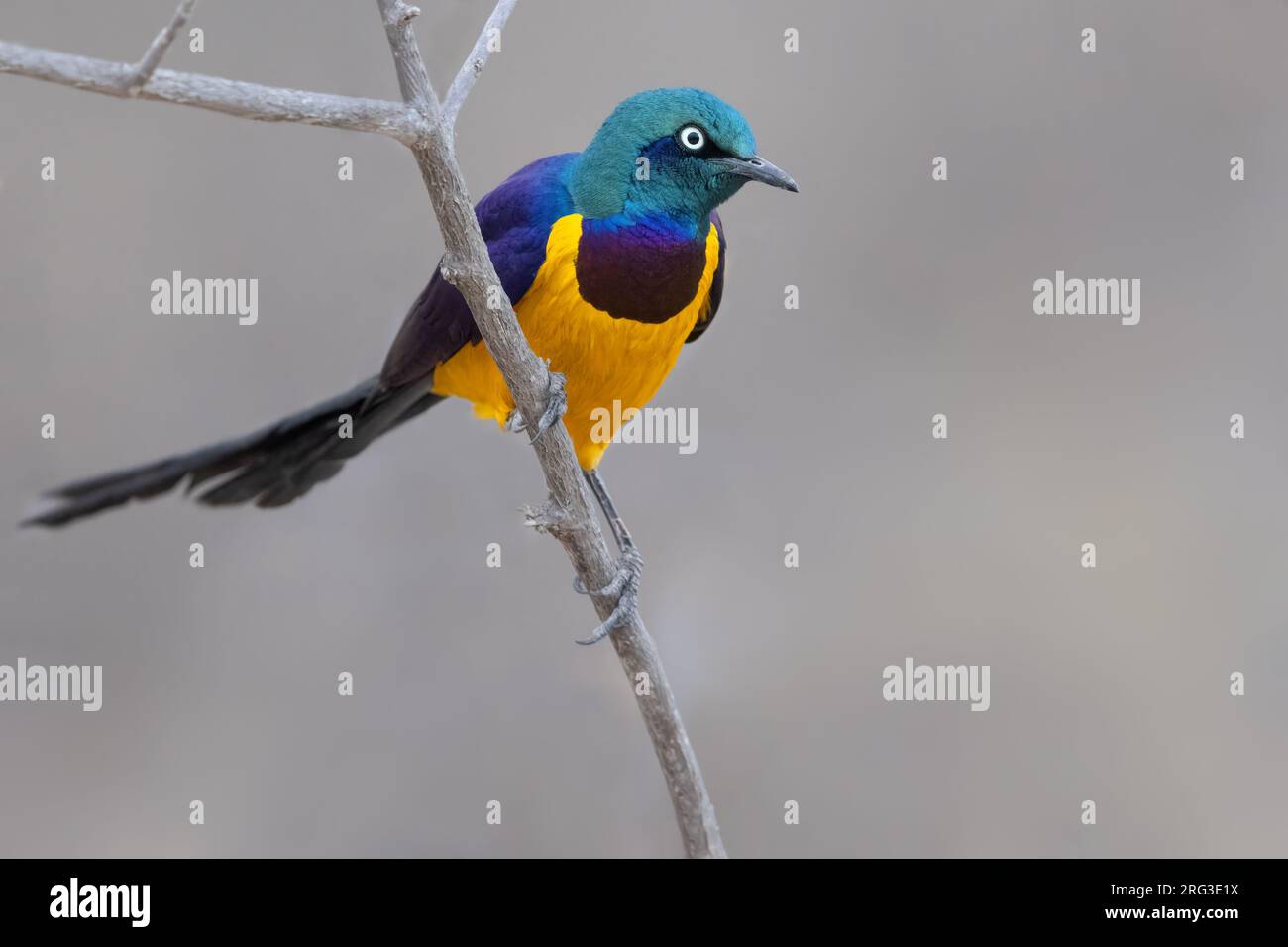 Étoile à poitrine dorée (Lamprotornis regius) en Tanzanie. Banque D'Images