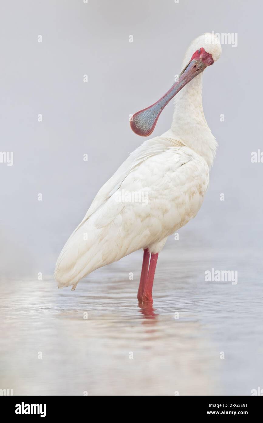 Bec de popoon africain (Platalea alba) en Tanzanie. Banque D'Images