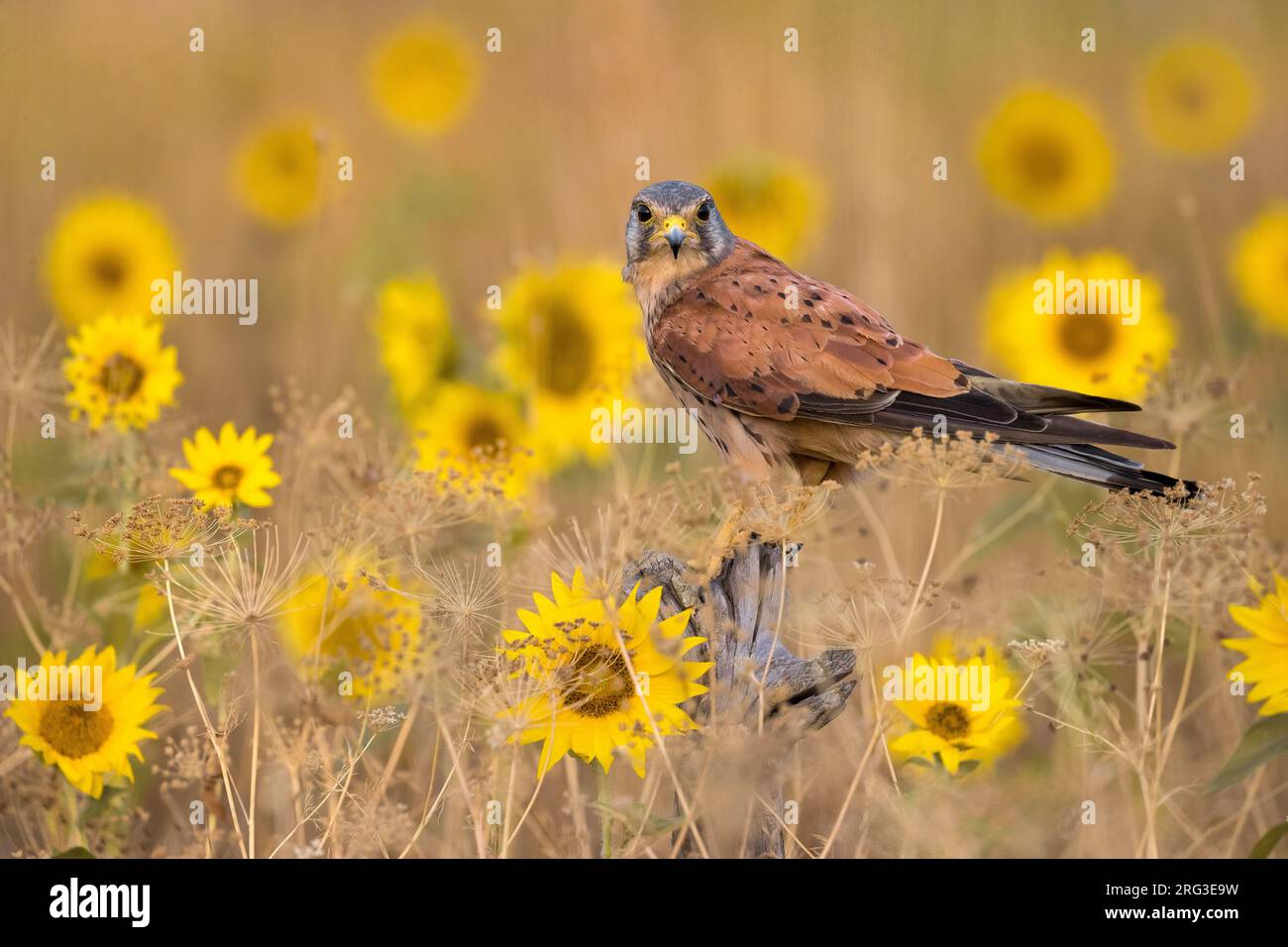 Kestrel eurasien mâle, Falco tinnunculus, en Italie. Banque D'Images