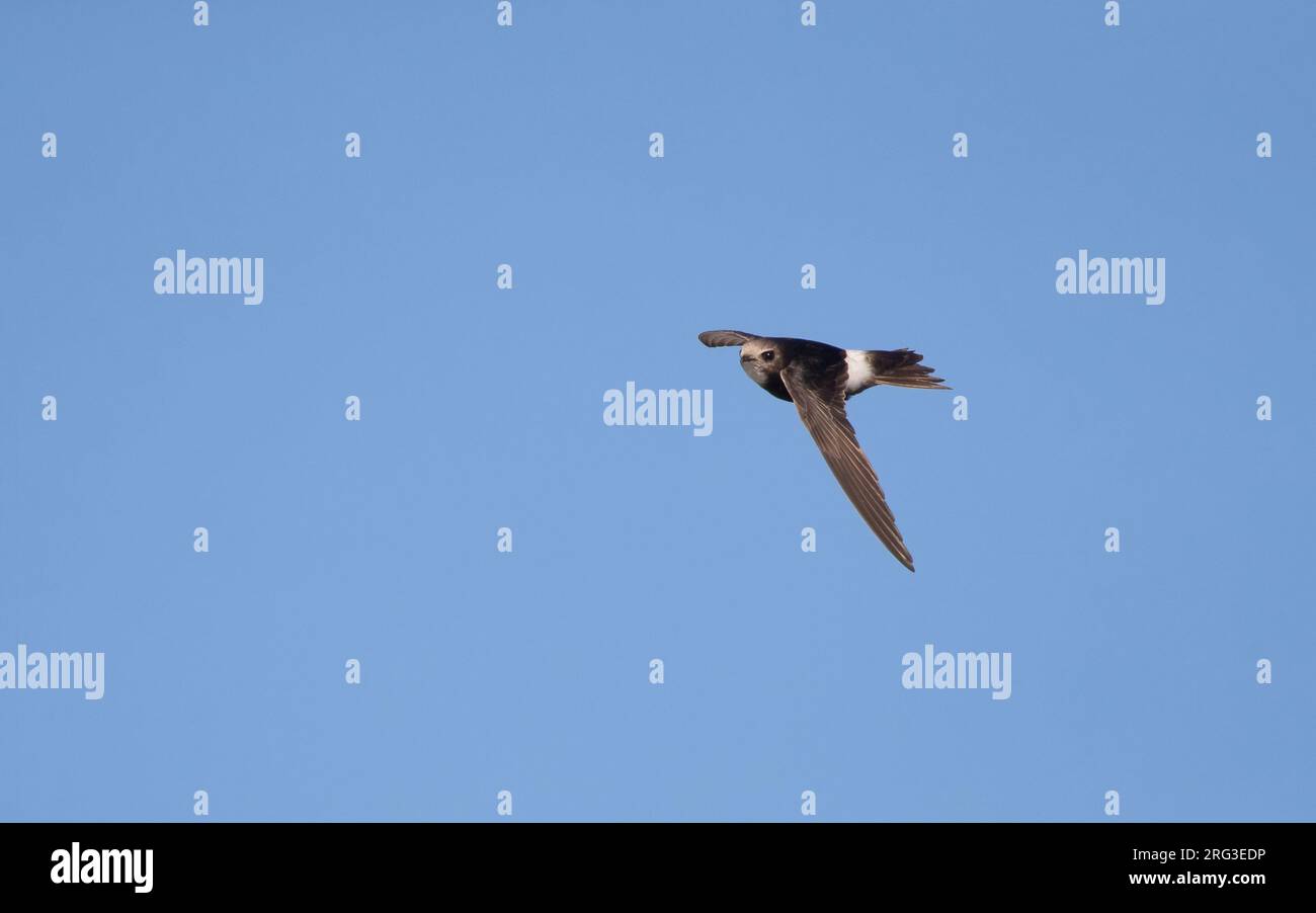 Hybrid Little x White-Rumped Swift (Apus affinis x caffer) en vol à la colonie Little Swift dans le port de Chipiona, Andalousie, Espagne Banque D'Images