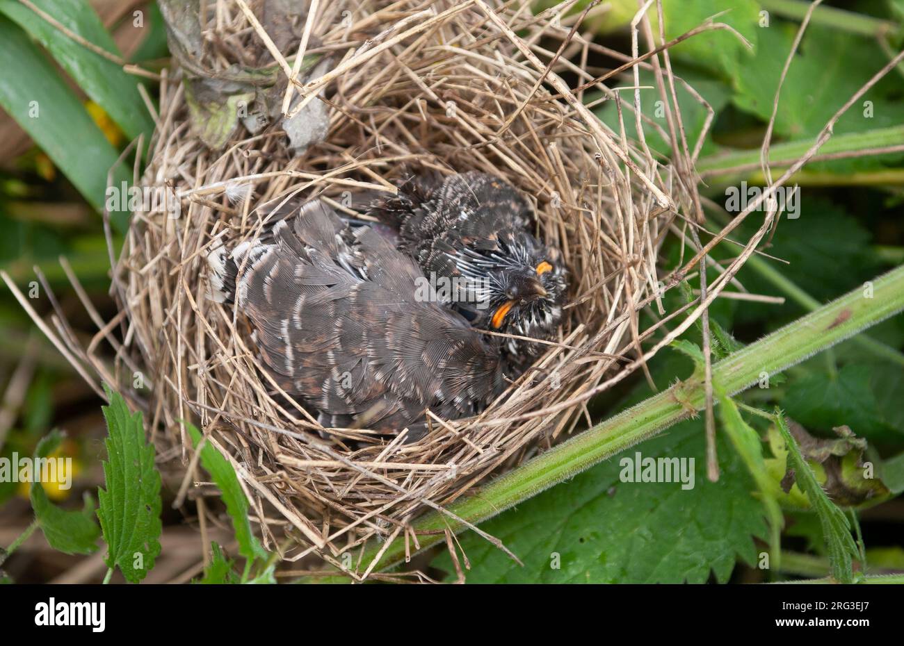 Le poussin à coucou commun (Cuculus canorus) dans la Paruline des marais niche à Zealand, Danemark Banque D'Images