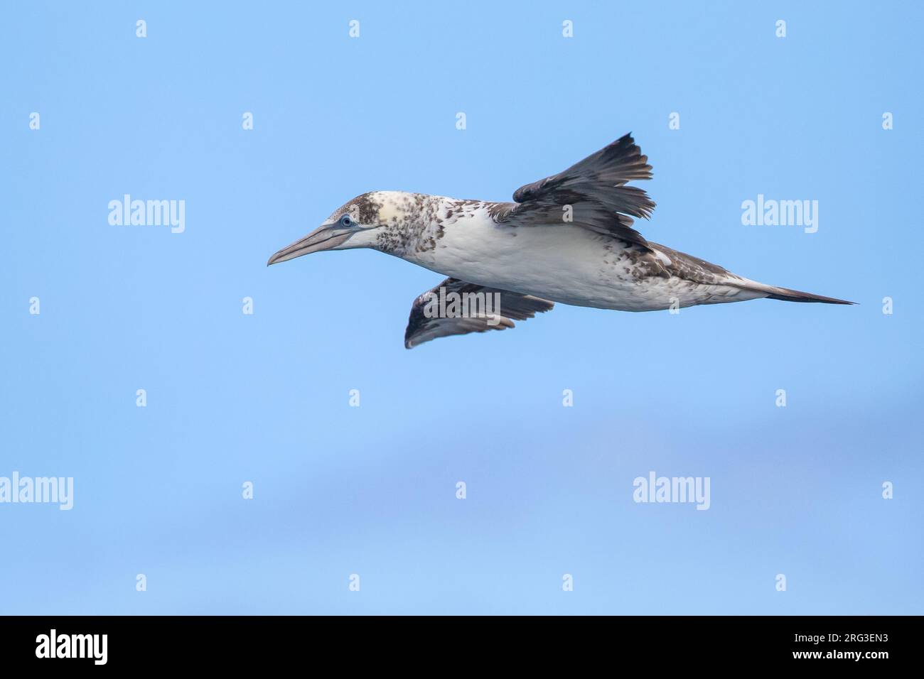 Gannet du Nord (Morus bassanus), immature (2RBR) en vol, avec un ciel bleu comme fond Banque D'Images