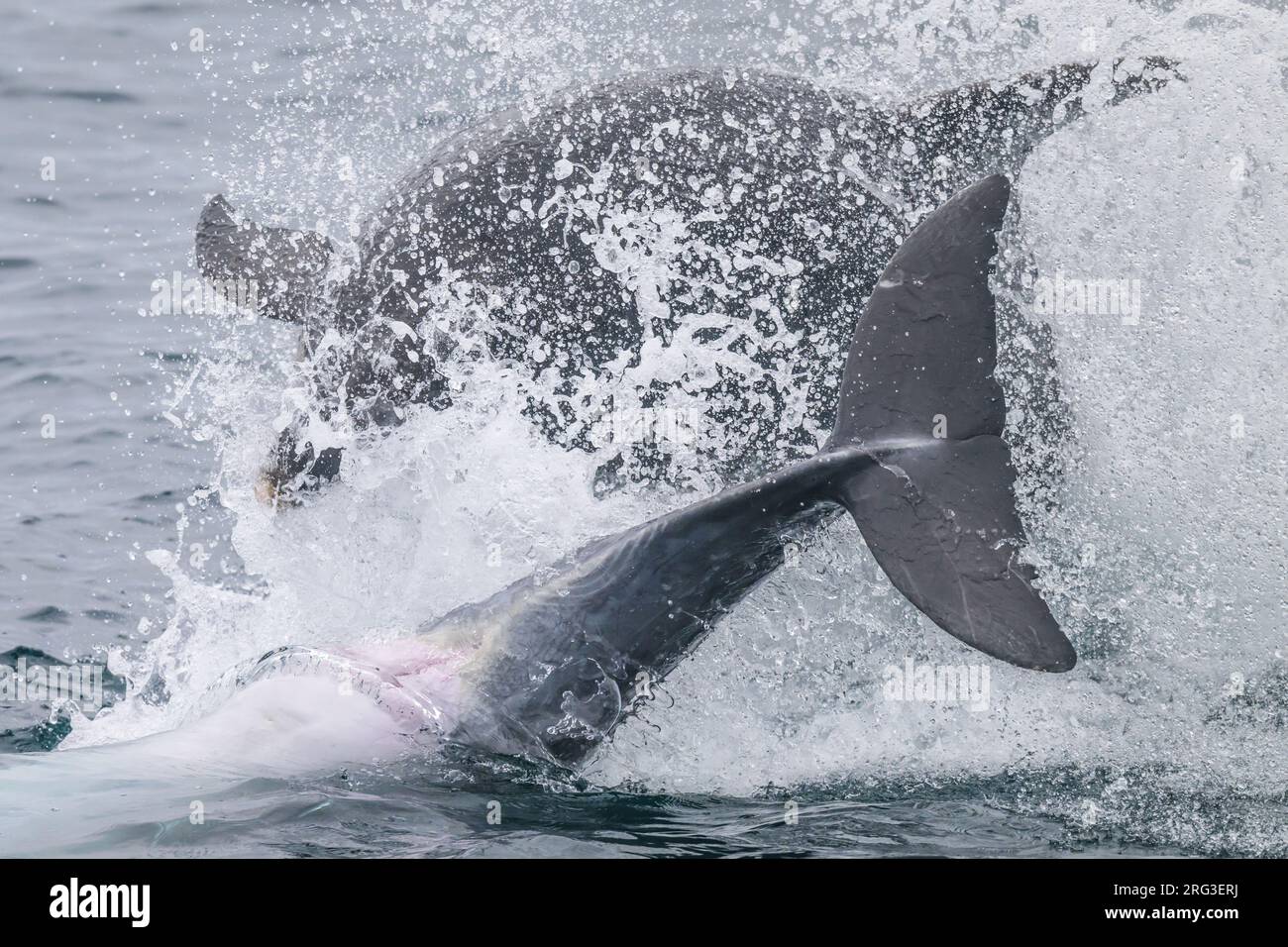 Grands dauphins (Tursiops truncatus) jouant et produisant des éclaboussures, avec la mer comme arrière-plan. Banque D'Images