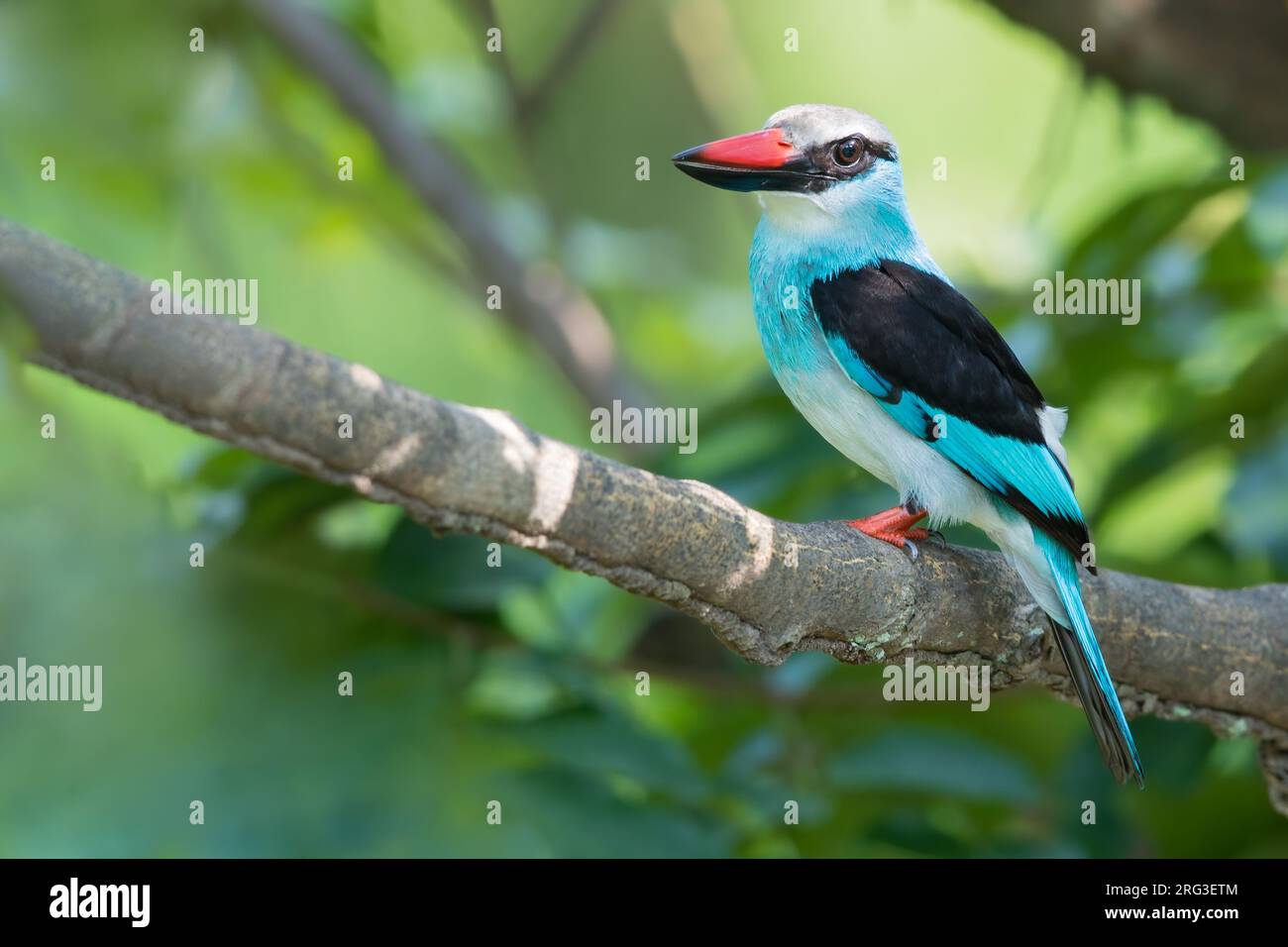 Kingfisher à poitrine bleue (Halcyon malimbica) perché sur une branche dans une forêt tropicale au Ghana. Banque D'Images