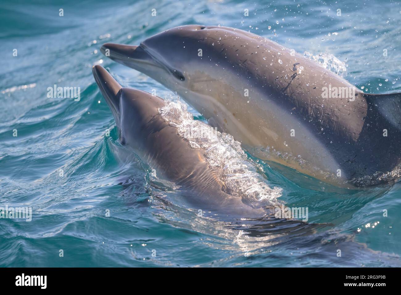 Deux dauphins communs (Delphinus delphis) apparaissant à la surface, en contact physique, avec la mer comme arrière-plan. Banque D'Images