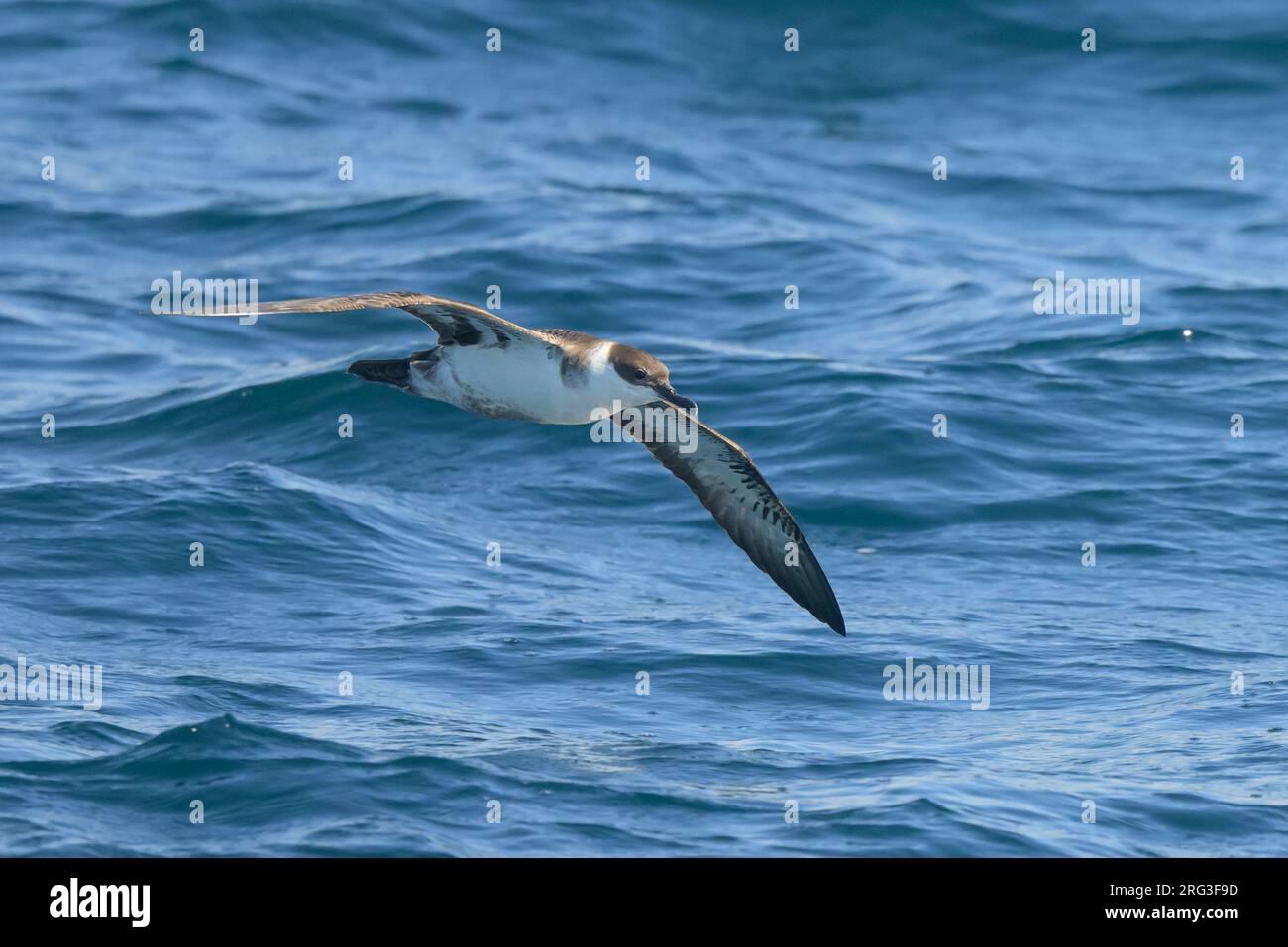 Grand shearwater (Ardenna gravis) volant, avec la mer comme arrière-plan. Banque D'Images