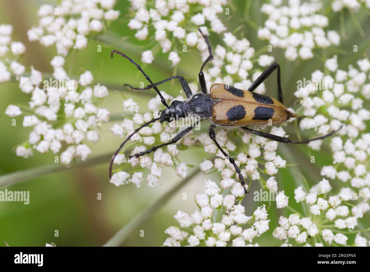 Pachyta quadrimaculata - Vierfleckbock Gelber, Allemagne, imago Banque D'Images