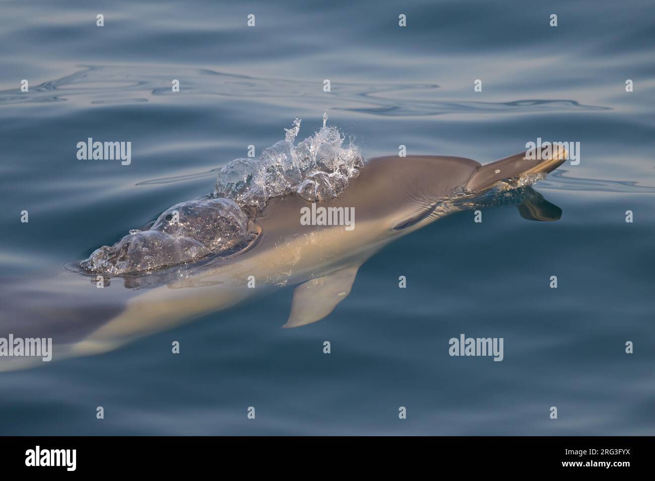 Dauphin commun (Delphinus delphis), apparaissant à la surface et expirant, avec la mer comme arrière-plan. Banque D'Images