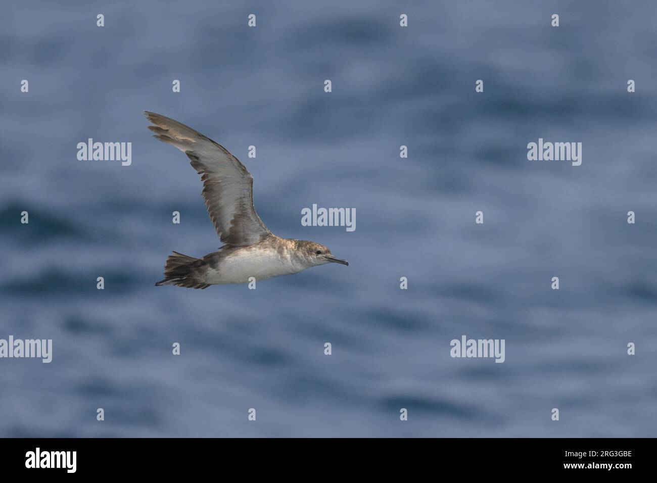 Puffinus mauretanicus (Puffinus mauretanicus) reposant sur l'eau, avec la mer comme arrière-plan. Banque D'Images