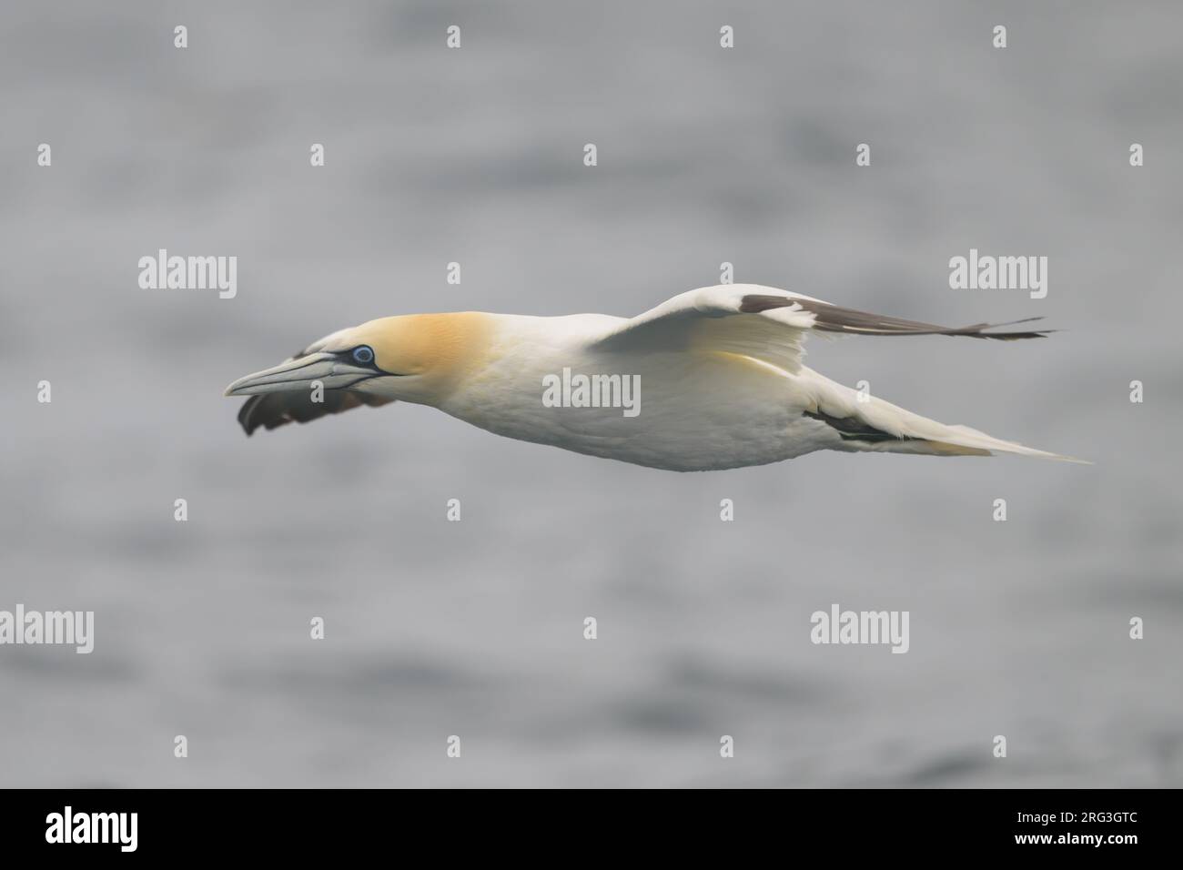 Le fane du Nord (Morus bassanus) volant, avec la mer comme arrière-plan. Banque D'Images