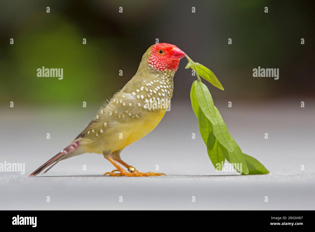 Star Finch (Bathilda ruficauda) au Butterfly World, Floride, . Banque D'Images