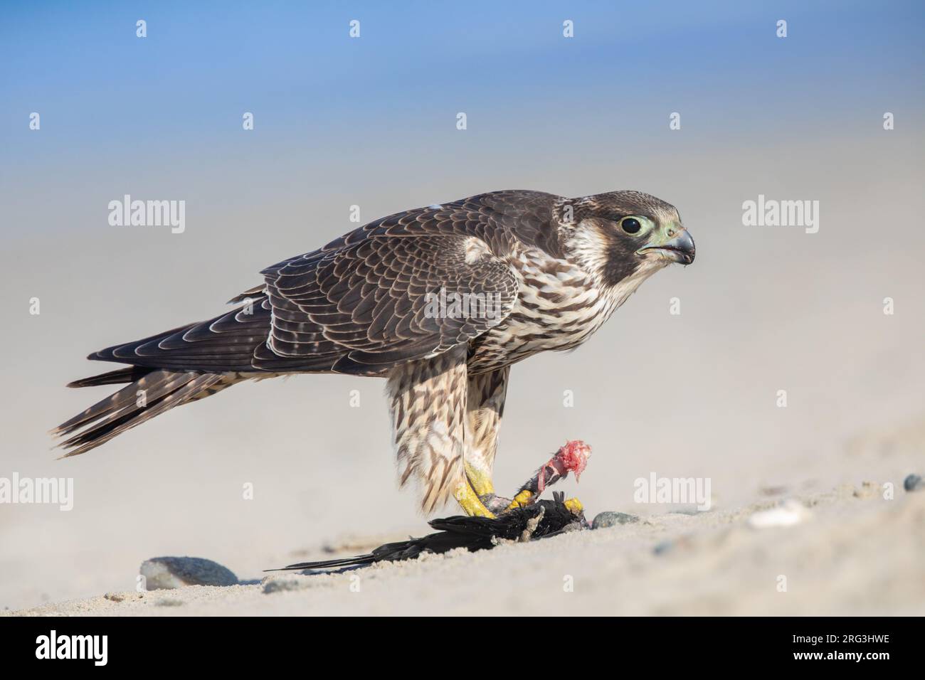 Faucon pèlerin juvénile (Falco peregrinus) mangeant sa proie (Jackdaw occidental) sur une plage en Bretagne, France. Banque D'Images