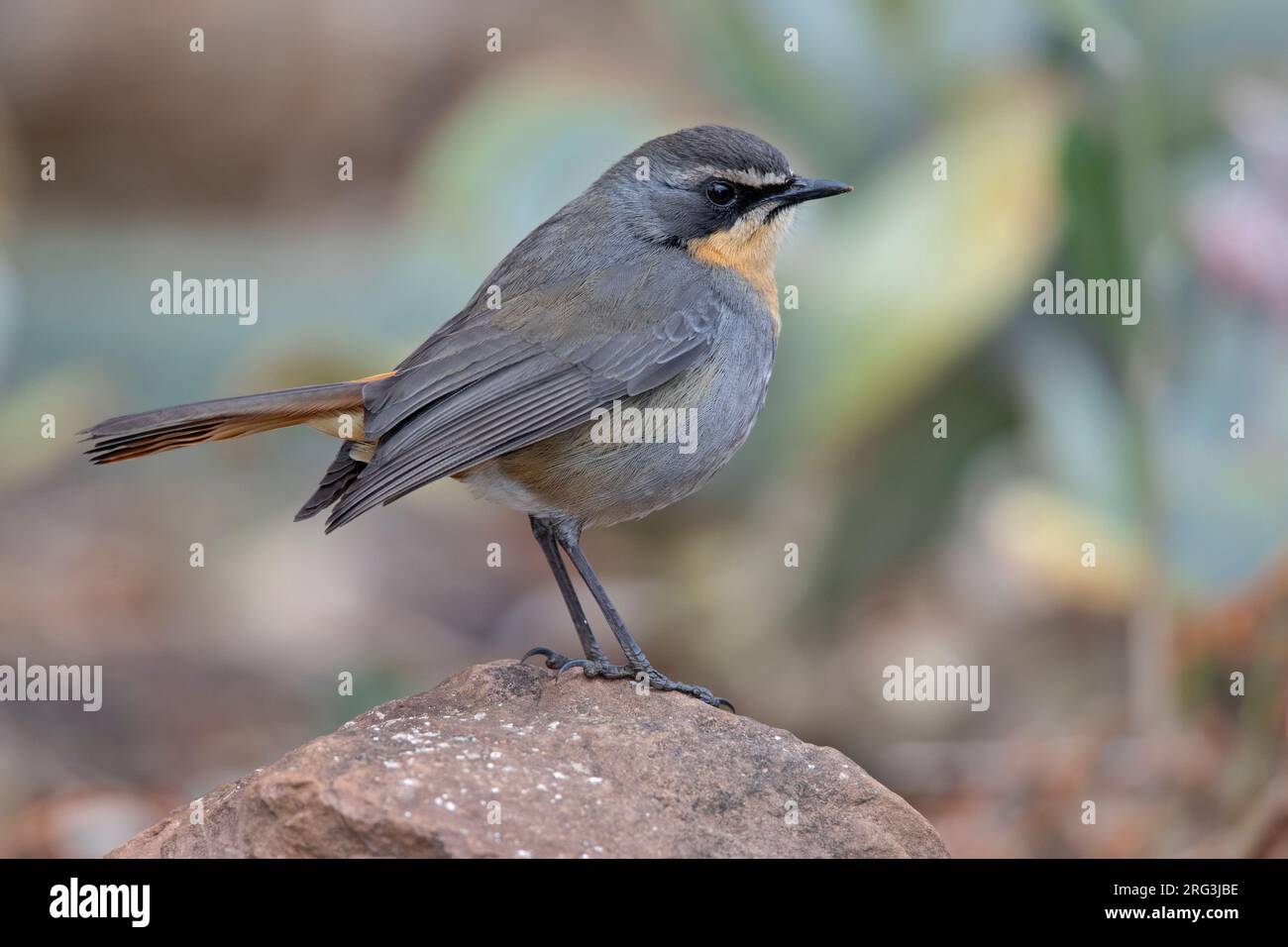 Cape Robin-Chat (Cossypha caffra) au château des géants, Afrique du Sud. Banque D'Images