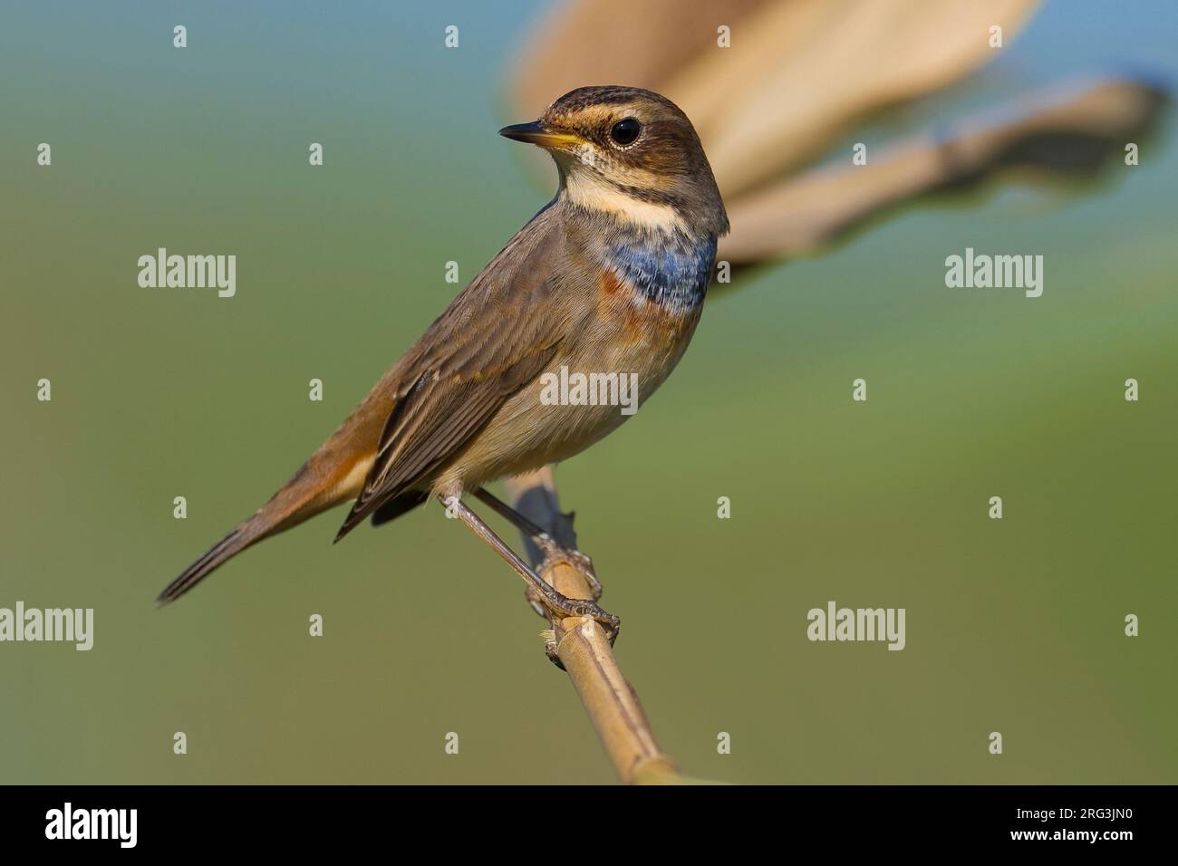 Pettazzurro ; Gorgebleue Luscinia svecica ssp cyanecula ; cyanecu ; Banque D'Images