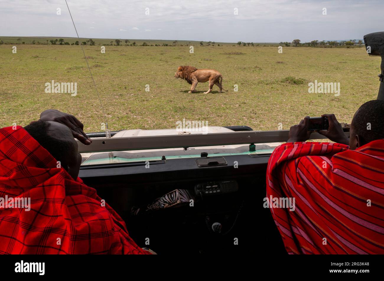 Deux guides safari Masai prenant des photos d'un vieil homme lion, Panthera leo.Réserve nationale de Masai Mara, Kenya. Banque D'Images