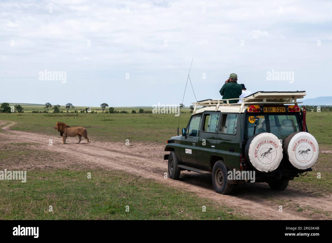 Un touriste dans un véhicule de safari prenant des photos d'un vieil homme lion, Panthera leo.Réserve nationale de Masai Mara, Kenya. Banque D'Images