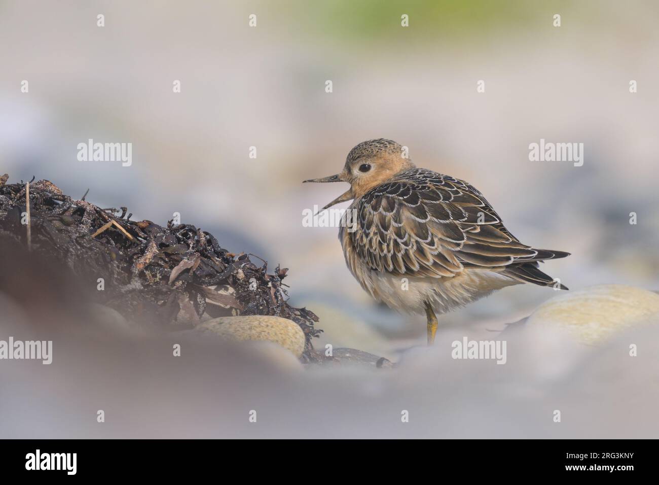 Sandpipe à poitrine bombée (Calidris subruficollis) juvénile, avec des cailloux comme fond. Banque D'Images