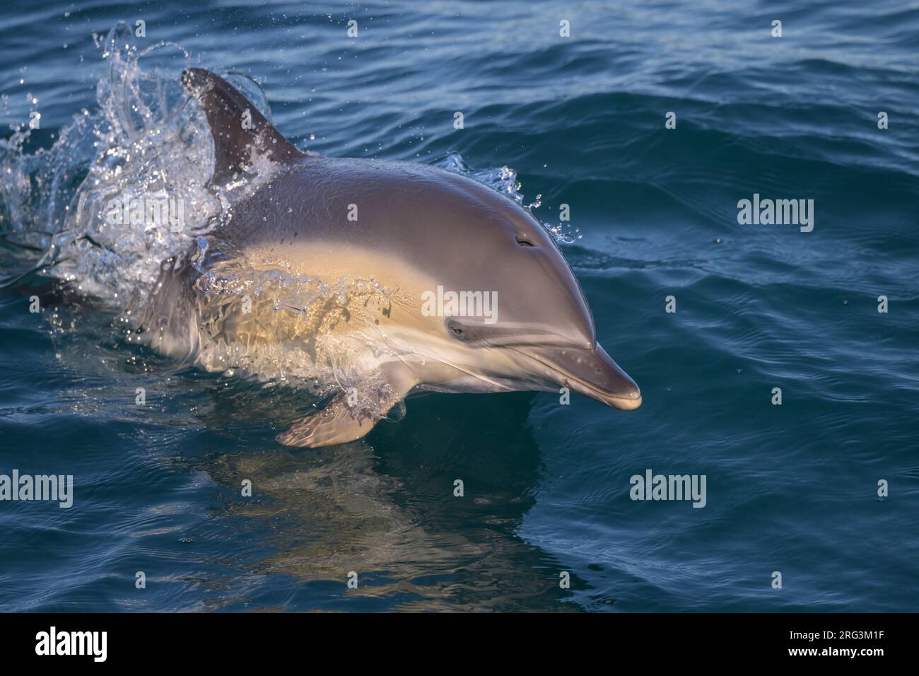 Dauphin commun (Delphinus delphis) nageant, sur le point de sauter, avec la mer comme toile de fond. Banque D'Images