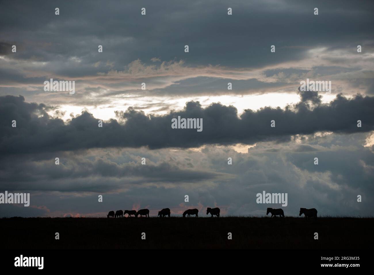 Un troupeau de zèbres de plaines, Equus quagga, marchant sous un ciel orageux.Réserve nationale de Masai Mara, Kenya. Banque D'Images