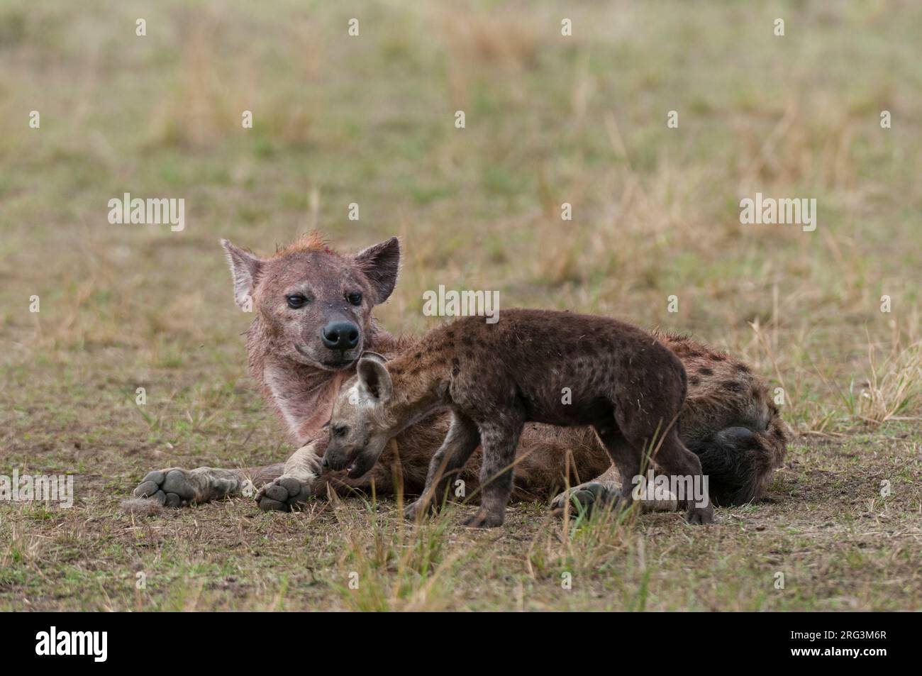 Une hyène tachetée, Crocuta crocuta, avec son cub.Réserve nationale de Masai Mara, Kenya. Banque D'Images