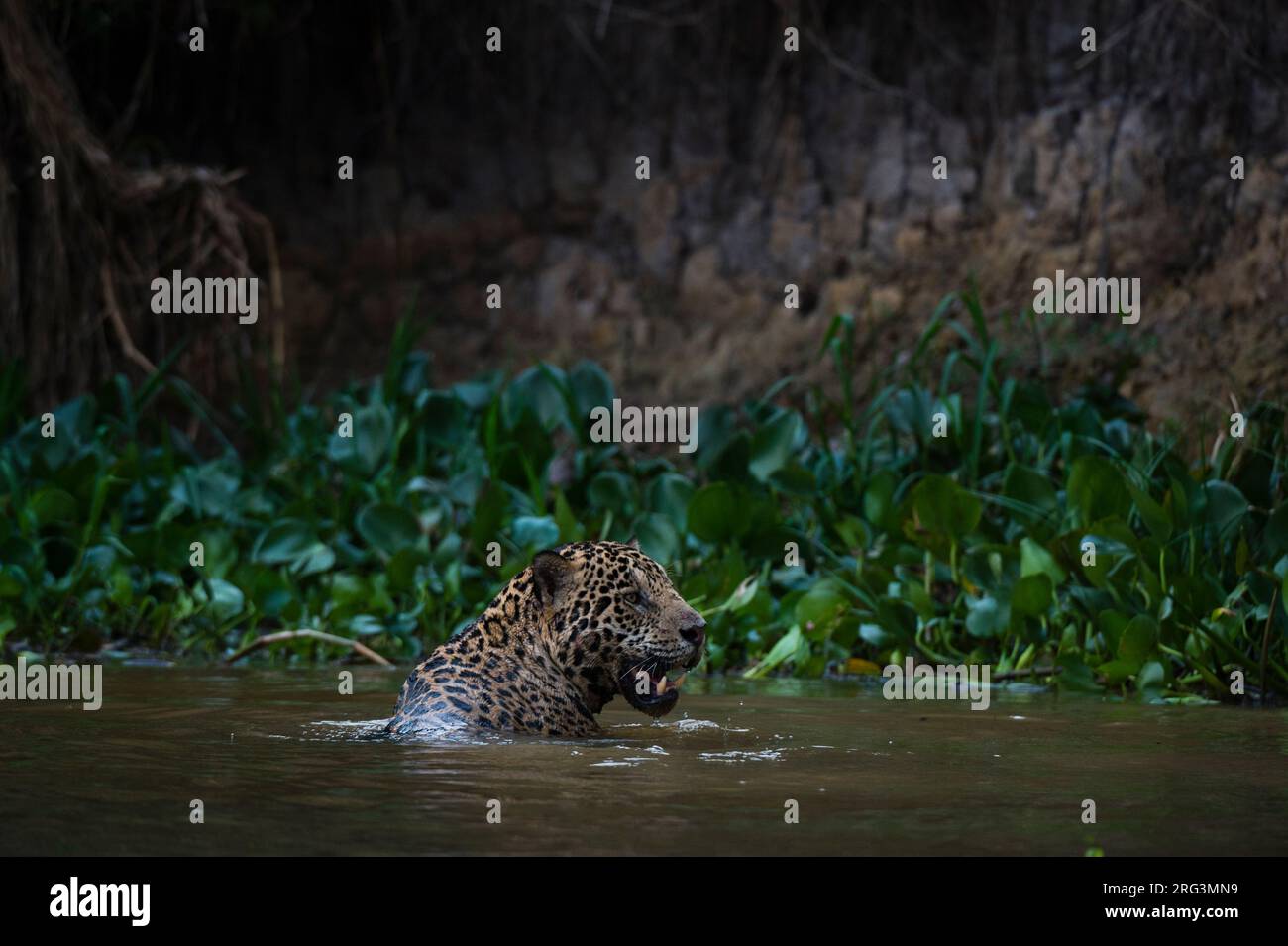 Une jaguar, Panthera onca, dans la rivière.Pantanal, Mato Grosso, Brésil Banque D'Images