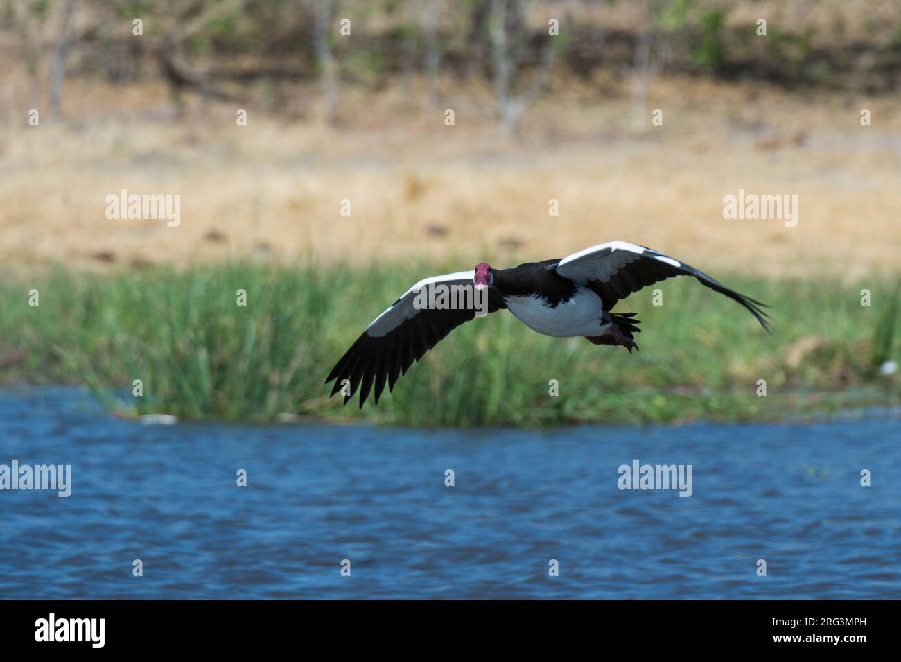 Une oie aigrée, Plectropterus gambensis, en vol au-dessus de l'eau.Delta d'Okavango, Botswana. Banque D'Images