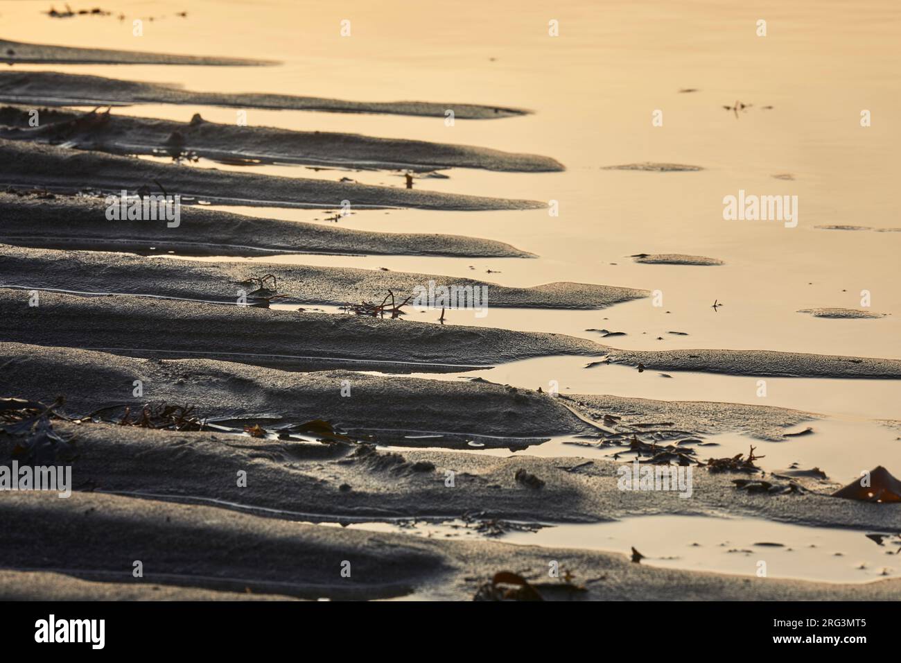 Sable ondulé rétro-éclairé, éclairé par un soleil bas, juste avant le coucher du soleil ; à Hartland Quay, Hartland, sur la côte atlantique du Devon, en Grande-Bretagne. Banque D'Images