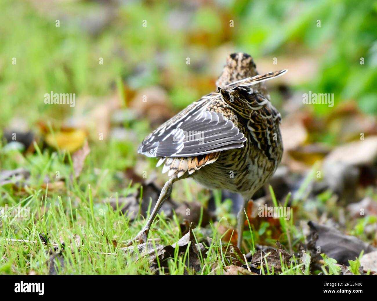 Apprivoiser le premier hiver la Grande Snipe (Gallinago media) en plein air dans la zone urbaine de Den Burg sur Texel, une île néerlandaise des Wadden, pendant la migration d'automne. Se Banque D'Images