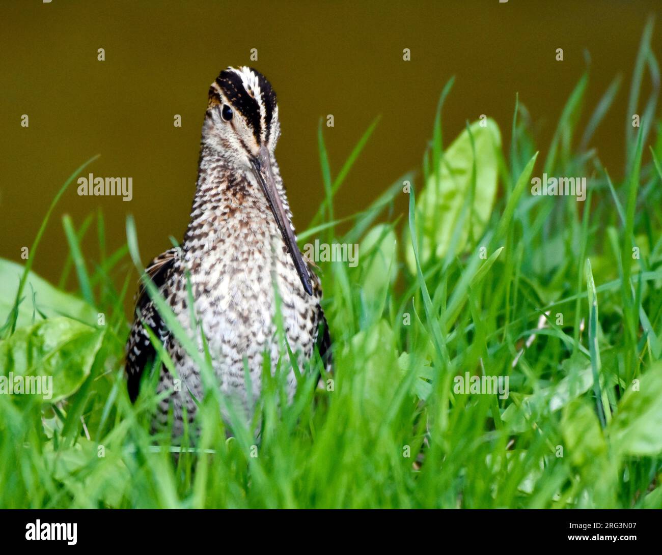 Apprivoiser le premier hiver la Grande Snipe (Gallinago media) en plein air dans la zone urbaine de Den Burg sur Texel, une île néerlandaise des Wadden, pendant la migration d'automne. Banque D'Images