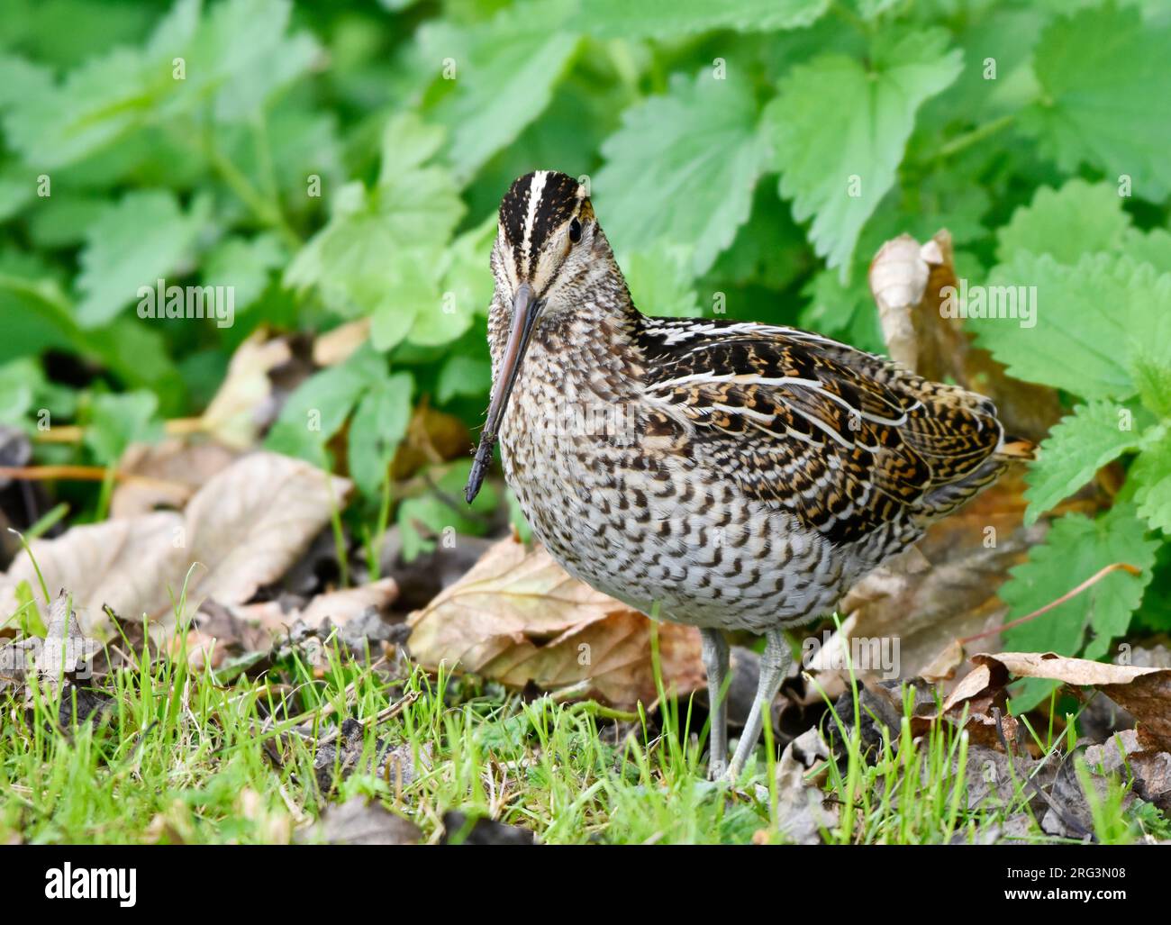 Apprivoiser le premier hiver la Grande Snipe (Gallinago media) en plein air dans la zone urbaine de Den Burg sur Texel, une île néerlandaise des Wadden, pendant la migration d'automne. Banque D'Images